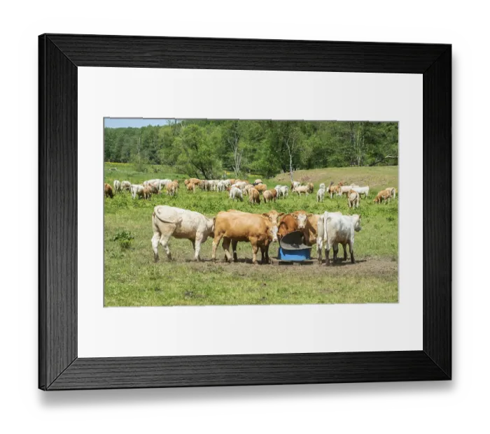 Framed Print : Cattle on pasture in Fyledalen