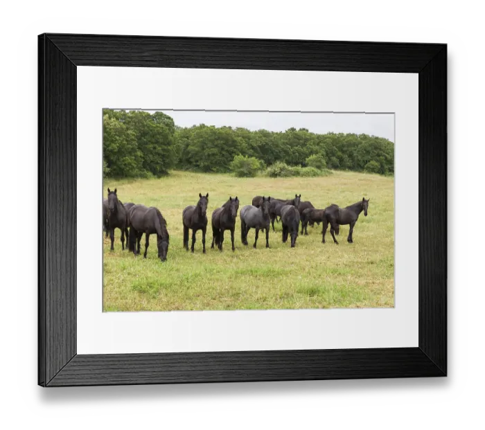 Framed Print : Murgese, Italian horse breed, a Baroque horse breed
