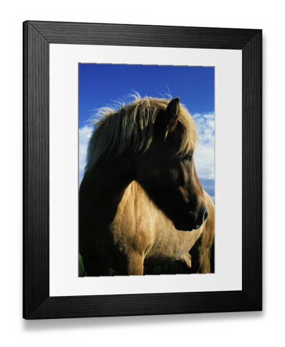 Framed Print : Icelandic horse, Iceland, Atlantic Ocean, Europe