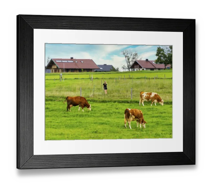 Framed Print : Cows on a small pasture, Bavaria, Germany, Europe