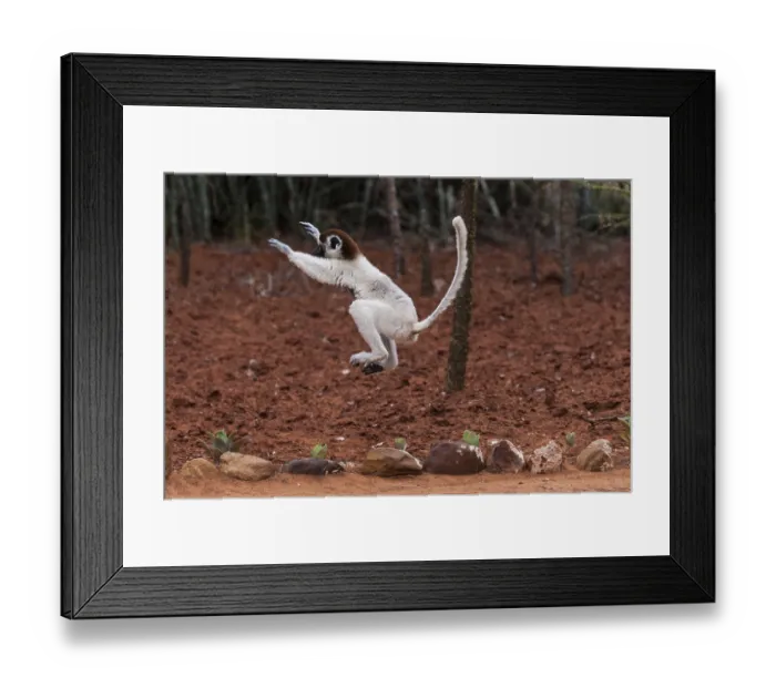 Framed Print : Verreaux's sifaka (Propithecus verreauxi)
