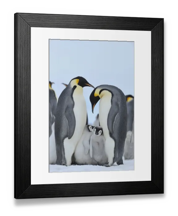 Framed Print : Emperor penguins (Aptenodytes forsteri) Framed Print : Emperor penguins (Aptenodytes forsteri)