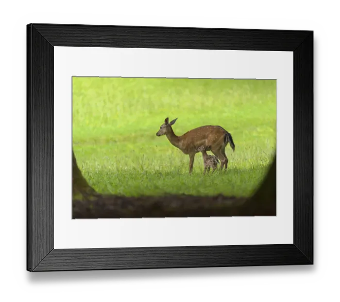 Framed Print : Red Deer (Cervus elaphus), female with fawn Framed Print : Red Deer (Cervus elaphus), female with fawn