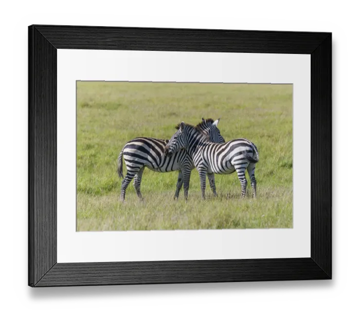 Framed Print : Zebra (Equus quagga), two animal Framed Print : Zebra (Equus quagga), two animal