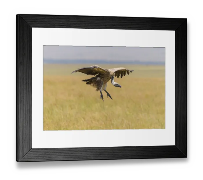Framed Print : White backed vulture (Gyps africanus)