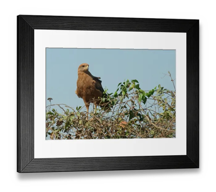 Framed Print : Savanna Hawk (Buteogallus meridionalis) Framed Print : Savanna Hawk (Buteogallus meridionalis)