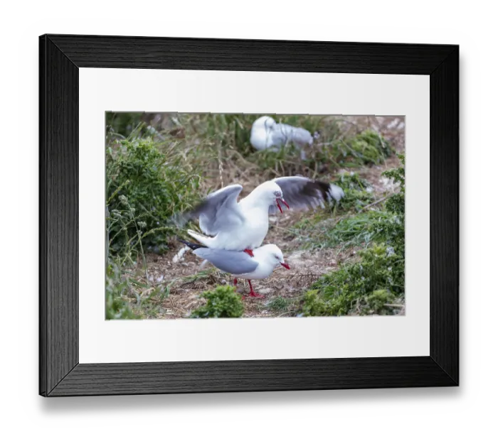 Framed Print : Gulls (Larinae), Otago Peninsula
