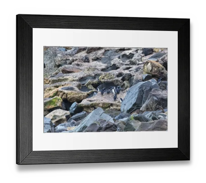 Framed Print : Blauer Pinguin (Eudyptula minor) Framed Print : Blauer Pinguin (Eudyptula minor)