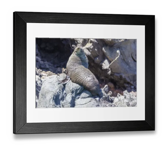 Framed Print : Robben (Pinnipedia), Bootsfahrt Framed Print : Robben (Pinnipedia), Bootsfahrt