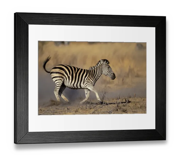 Framed Print : Burchell's Zebra (Equus burchelli) Framed Print : Burchell's Zebra (Equus burchelli)