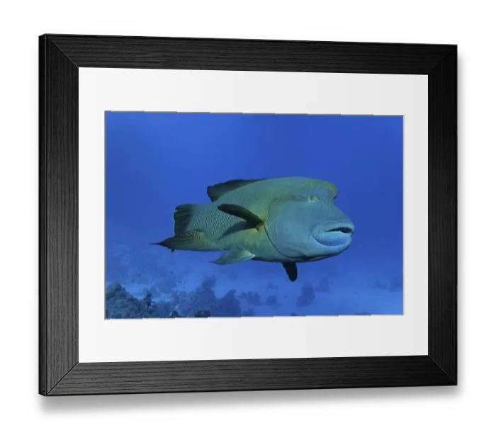 Framed Print : Humphead or Napoleon Wrasse or Napoleonfish (Cheilinus undulatus)