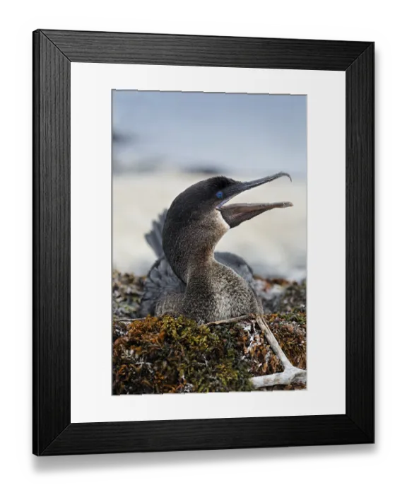 Framed Print : Flightless cormorant (Phalacrocorax harrisi)