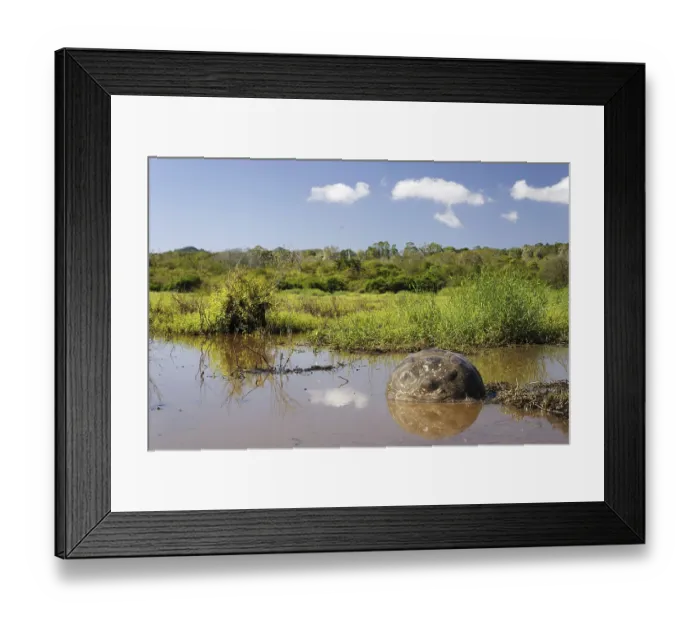 Framed Print : Galapagos Giant Tortoise (Chelonoidis nigra porteri) at the marshy highland