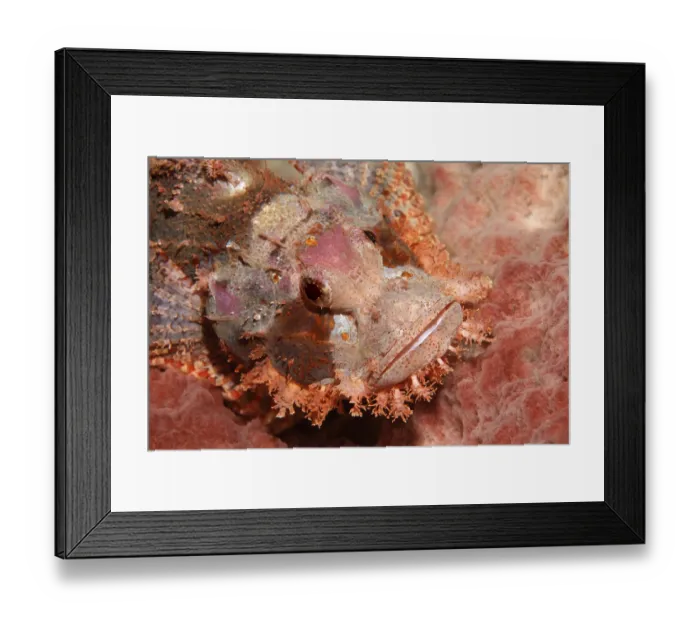 Framed Print : Bearded scorpionfish (Scorpaenopsis barbata) in perfect camouflage on sponge