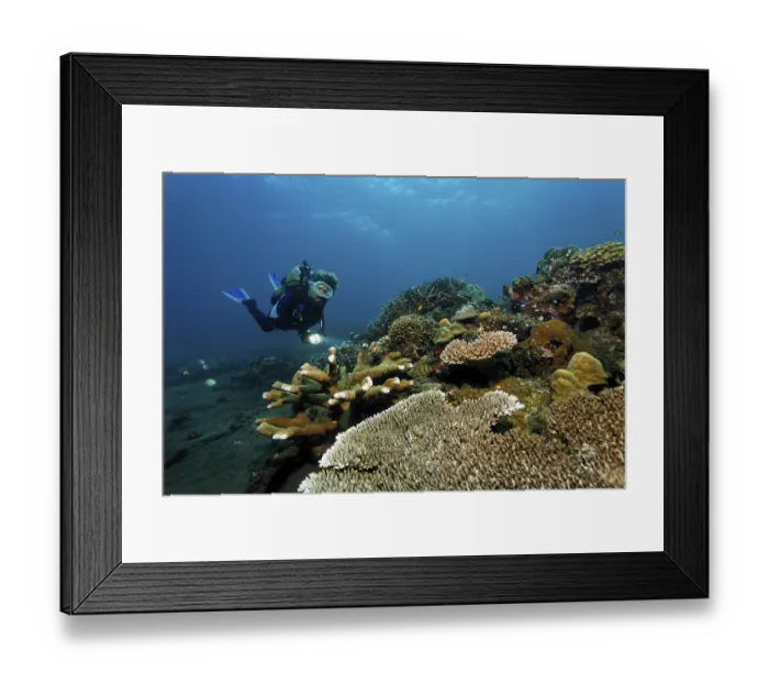 Framed Print : Diver with torch looking at a coral reef with different kinds of stone corals Framed Print : Diver with torch looking at a coral reef with different kinds of stone corals