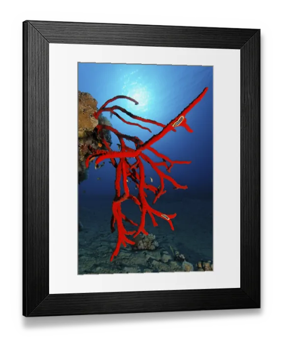 Framed Print : Magnificent Fire Sponge (Latrunculia magnifica)