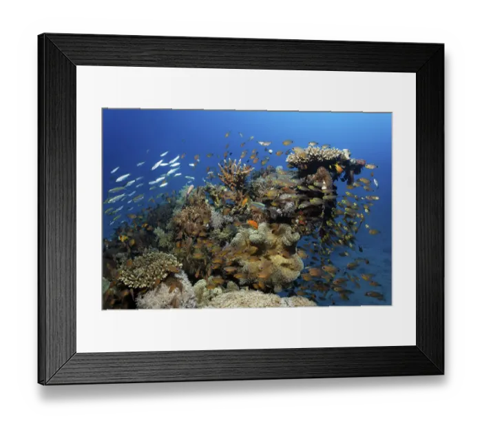 Framed Print : Coral block with many different fishes and corals Framed Print : Coral block with many different fishes and corals