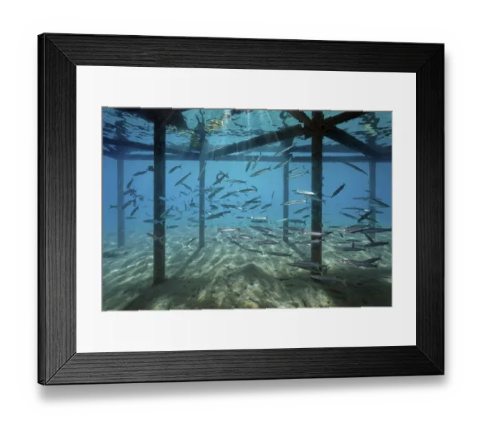 Framed Print : Shoal of Blackfin Barracudas (Sphyraena qenie) under jetty