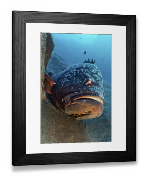 Framed Print : Dusky Grouper (Epinephelus marginatus) Framed Print : Dusky Grouper (Epinephelus marginatus)