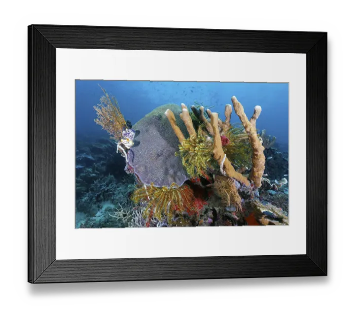Framed Print : Left and right bottom Horn Coral