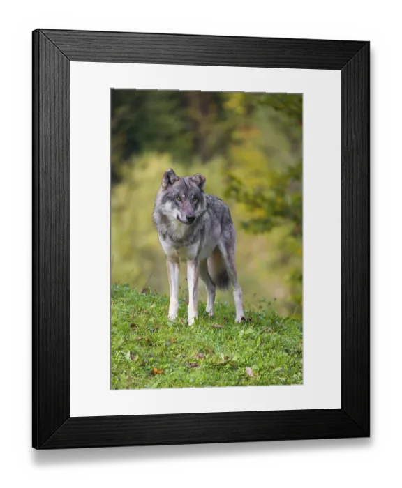 Framed Print : A eurasian gray wolf (Canis lupus lupus) stands on a meadow on a hill with a colourful foliage in the background Framed Print : A eurasian gray wolf (Canis lupus lupus) stands on a meadow on a hill with a colourful foliage in the background