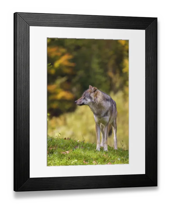 Framed Print : A eurasian gray wolf (Canis lupus lupus) stands on a meadow on a hill with a colourful foliage in the background