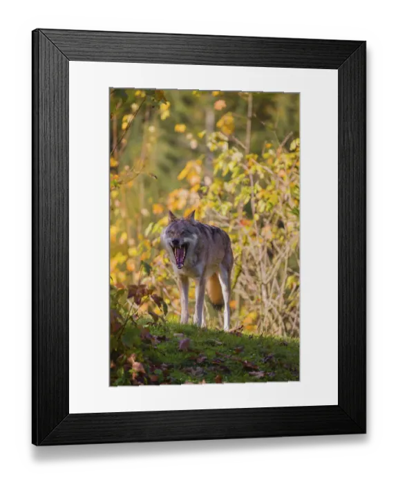 Framed Print : A eurasian gray wolf (Canis lupus lupus) stands on a meadow on a hill with a colourful foliage in the background