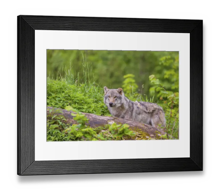 Framed Print : A male Eurasian gray wolf (Canis lupus lupus) stands on a hill Framed Print : A male Eurasian gray wolf (Canis lupus lupus) stands on a hill