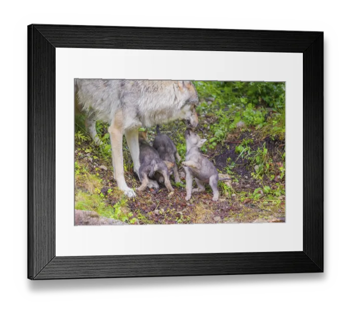 Framed Print : A male Eurasian Grey Wolf (Canis lupus lupus) feeds his pups with meat that he chokes out Framed Print : A male Eurasian Grey Wolf (Canis lupus lupus) feeds his pups with meat that he chokes out