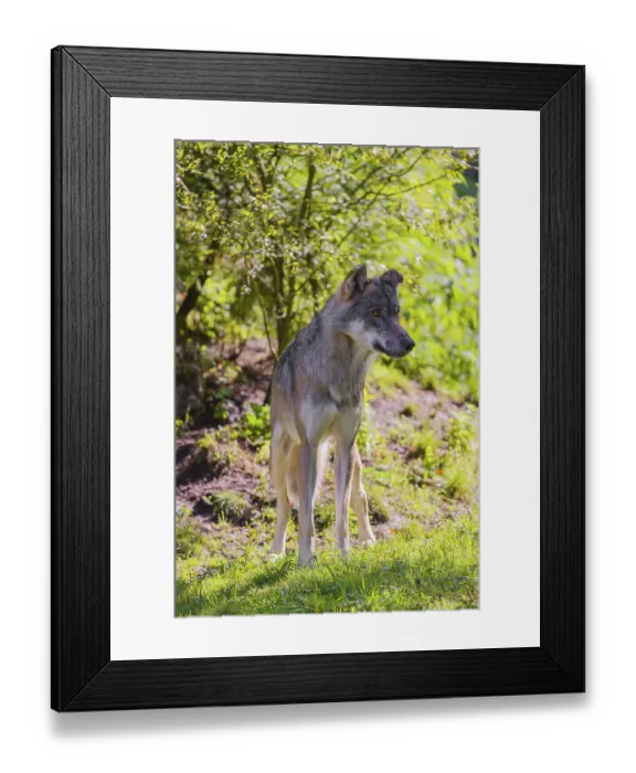 Framed Print : A male grey wolf (Canis lupus lupus) stands at the edge of a forest on a sunny day in beautiful