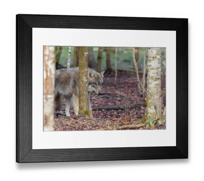 Framed Print : A young grey wolf (Canis lupus lupus) stands in the forest on an overcast day