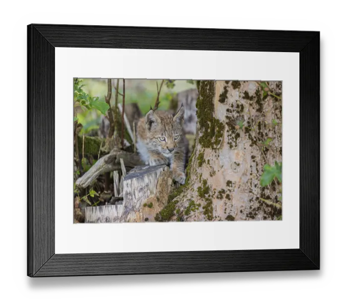 Framed Print : One young (10 weeks old) male Eurasian lynx Framed Print : One young (10 weeks old) male Eurasian lynx