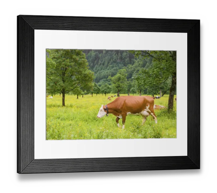 Framed Print : Holstein Friesian cattle stand grazing on a green meadow with maple trees
