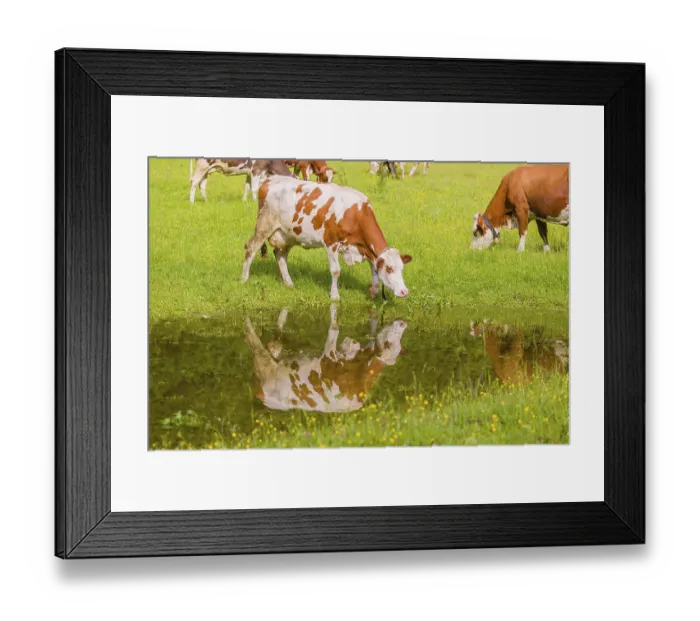 Framed Print : Holstein Friesian cattle stand on a green meadow at a puddle and drink Framed Print : Holstein Friesian cattle stand on a green meadow at a puddle and drink