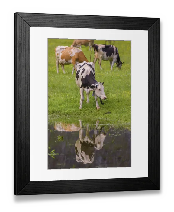 Framed Print : Holstein Friesian cattle stand on a green meadow at a puddle and drink