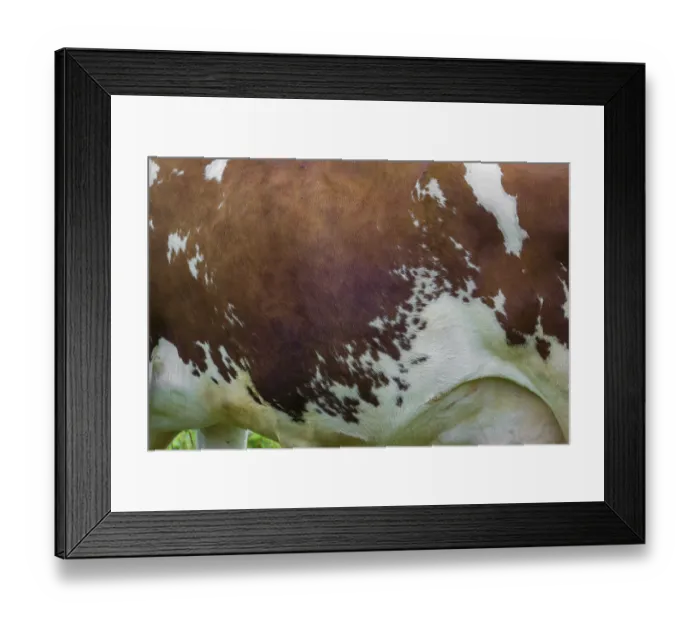 Framed Print : Cow patterns. A Holstein Friesian shows her fur pattern