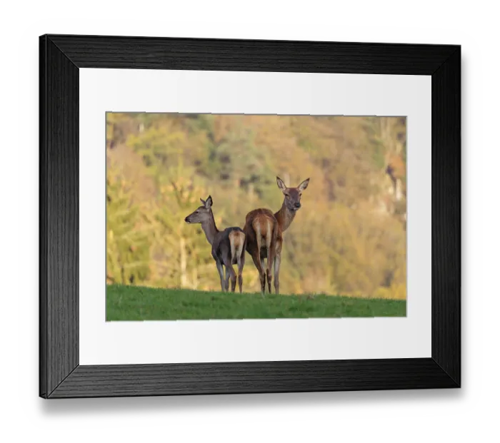 Framed Print : An adult red deer hind (Cervus elaphus) and a calf are standing in a meadow in the beautiful morning light