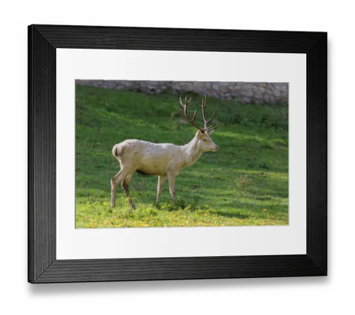 Framed Print : A white red deer stag (Cervus elaphus) stands on a green meadow