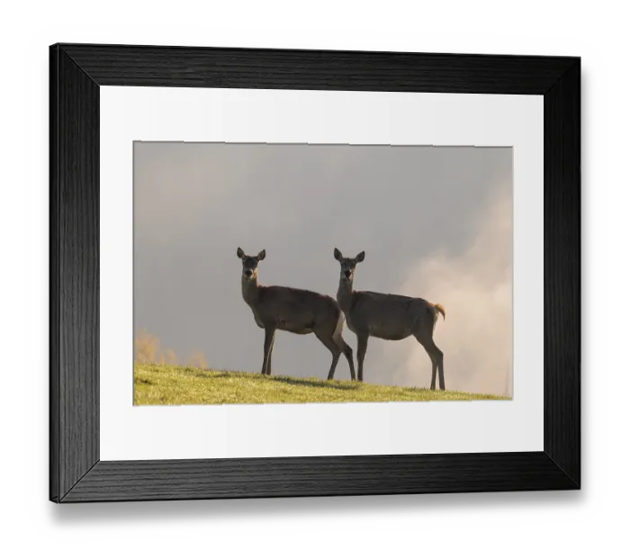 Framed Print : Two red deer hinds (Cervus elaphus) stand in a meadow on a sunny day