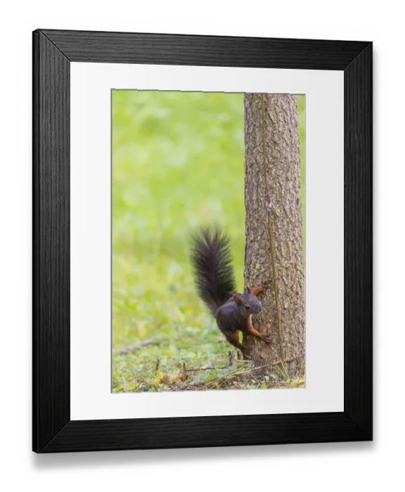 Framed Print : A squirrel or Eurasian squirrel (Sciurus vulgaris) climbs down a tree trunk Framed Print : A squirrel or Eurasian squirrel (Sciurus vulgaris) climbs down a tree trunk