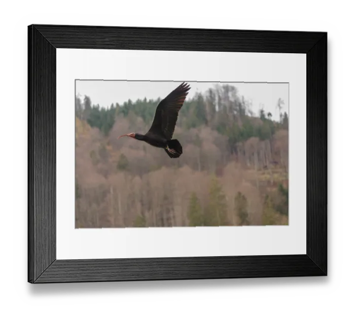 Framed Print : A Northern Bald Ibis, Hermit Ibis (Geronticus eremita) in flight in natural surroundings