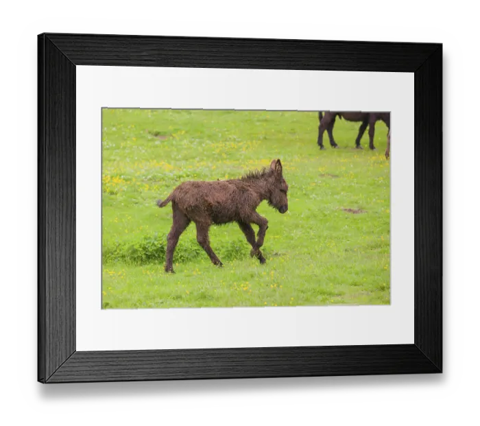 Framed Print : A mixed breed donkey foal runs across a green meadow