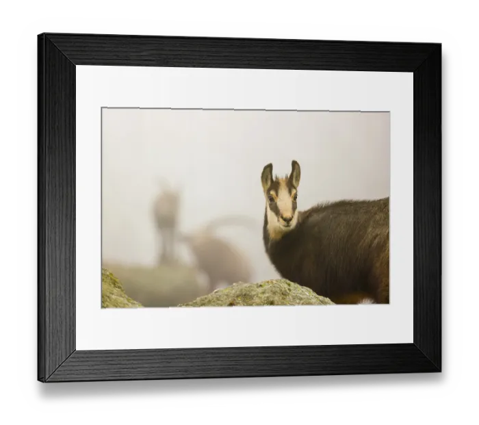 Framed Print : A young female chamois (Rupicapra rupicapra) stands on a rock Framed Print : A young female chamois (Rupicapra rupicapra) stands on a rock
