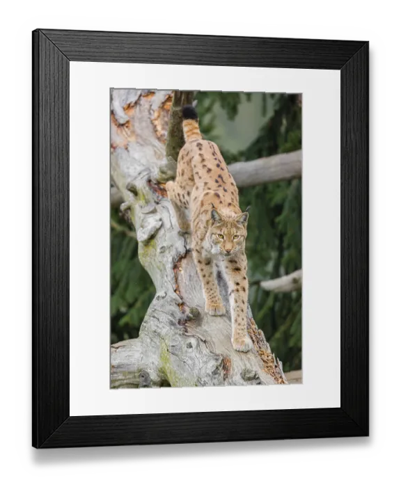 Framed Print : A Eurasian lynx (Lynx lynx) runs down a dead tree lying at an angle