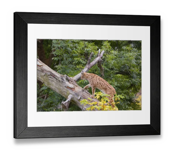 Framed Print : A Eurasian lynx (Lynx lynx) runs up a dead tree lying at an angle