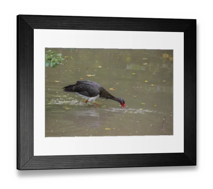 Framed Print : A black stork, Ciconia Nigra, stands in a shallow stream looking for food Framed Print : A black stork, Ciconia Nigra, stands in a shallow stream looking for food