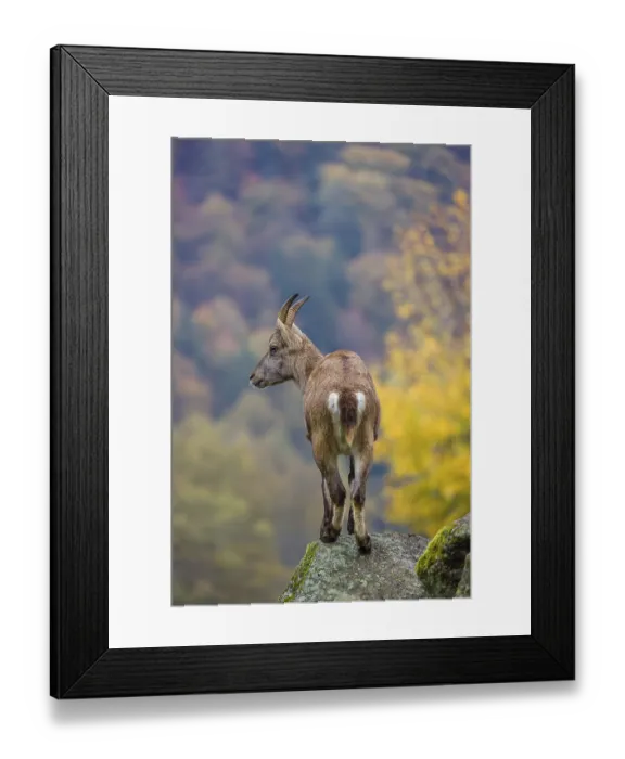 Framed Print : An adult female ibex (Capra ibex) stands on a rock