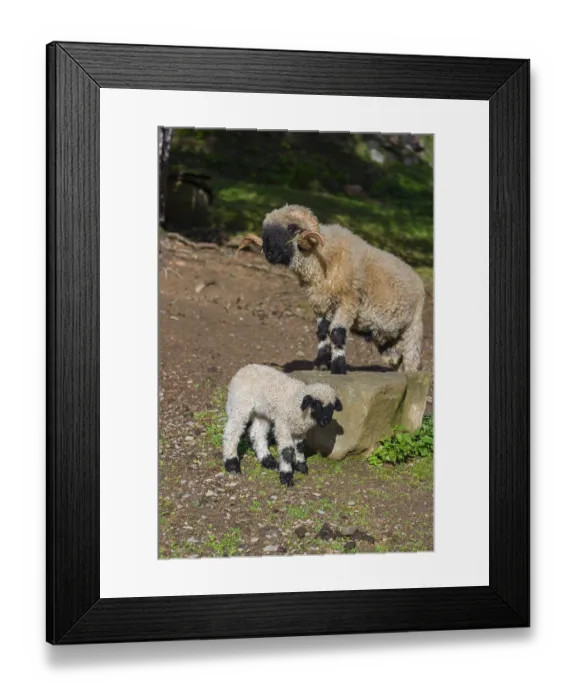 Framed Print : A male Valais Blacknose sheep and a lamb (Avis Aries) stand on a pasture on hilly ground