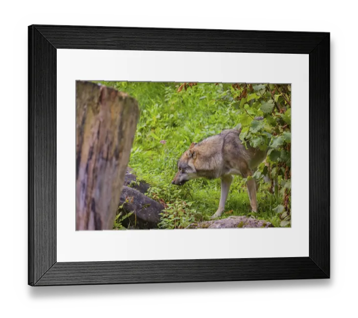 Framed Print : A eurasian gray wolf (Canis lupus lupus) stands on hilly terrain between a dead tree and a bush Framed Print : A eurasian gray wolf (Canis lupus lupus) stands on hilly terrain between a dead tree and a bush