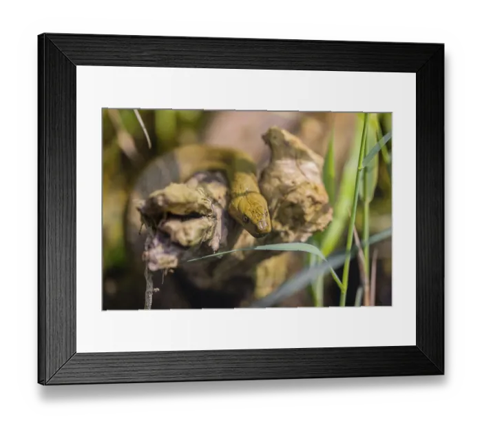 Framed Print : A dice snake (Natrix tessellata tessellata) in its habitat Framed Print : A dice snake (Natrix tessellata tessellata) in its habitat